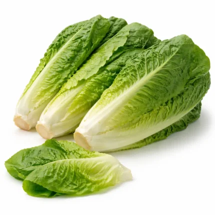 Fresh romaine lettuce on white background | خس روماني طازج بخلفية بيضاء
